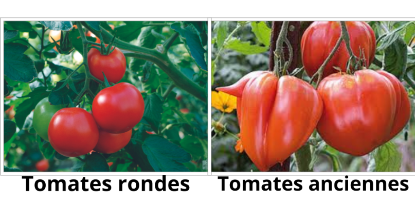 Tomates anciennes et rondes à profusion.
