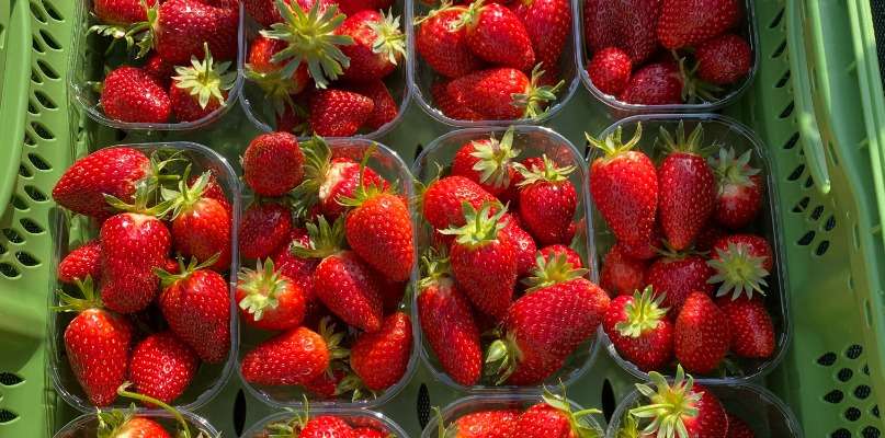 Fraises  à cueillir en plein air