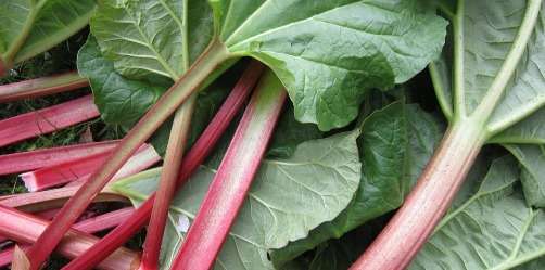 Rhubarbe