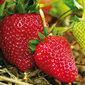 Cueillette de Pithienville Fraises de saison
