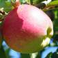 Cueillette de Pithienville Elstar