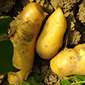 Cueillette de Pithienville Pommes de terre primeurs
