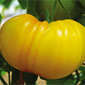 Cueillette de Pithienville Tomate ananas